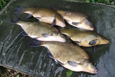 A typical mixed bag of 'nuisance' fish – time to get on the bigger baits.