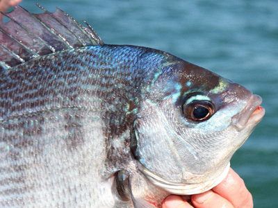 The black bream is a truly beautiful species