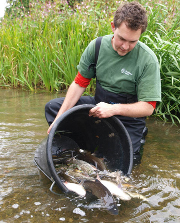 Some of the rescued fish are returned to the River Thames