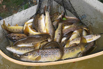 Some of the rescued brown trout