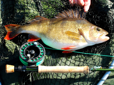 A specimen perch: Fly fishing is not only fun, but is a subtle way to tempt big fish. 