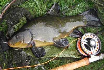 Anything is possible- as this fly caught tench proves!