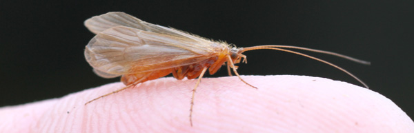 A sedge fly - common fodder on rivers and lakes alike.