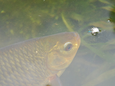 Increasing numbers of anglers are targeting coarse fish on the fly.