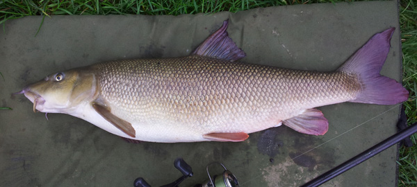 Barbel Fishing – A Month on the River