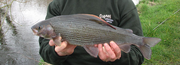 A typical Itchen grayling