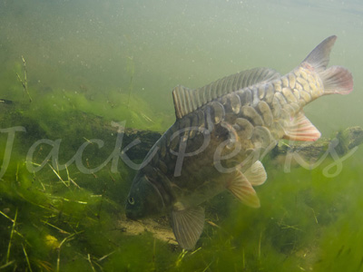 I'm still looking to film some of the better-known species, such as carp