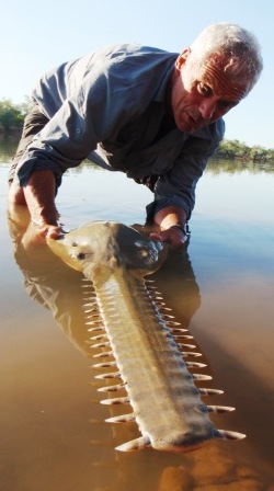 Returning a sawfish, Australia