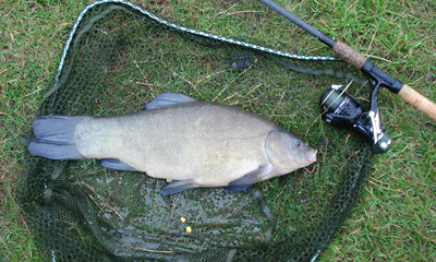 And finally...just for you, Ray. This is what a Marsh Farm tench looks like!