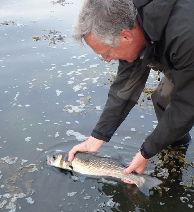  Richard returns a gorgeous shore caught Dingle bass