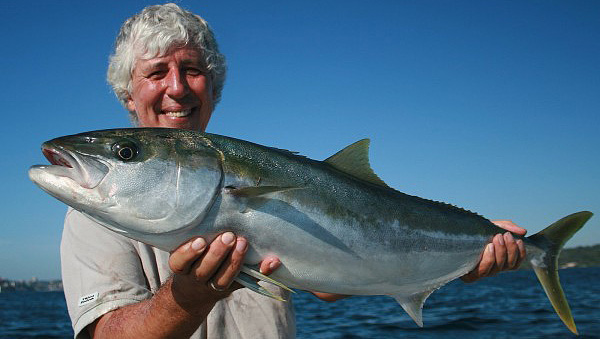 A Sydney Harbour Kingfish well over 'legal' size. How many more of these fine sporting fish would there be if they were allowed to spawn at least once before being removed from the fishery? Shades of the bass battle the Angling Trust is fighting in the UK