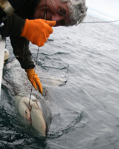 Circle hooks even allow you to unhook a shark!