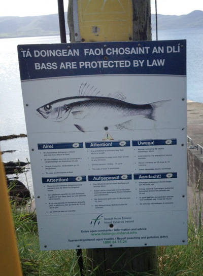  In Ireland there is no commercial exploitation of bass stocks and anglers have bag and size limits.
