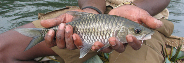 All mahseer great and small...