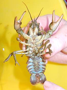 The white-clawed crayfish - image courtesy Eden Rivers Trust