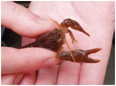 Native crays, now being released into selected 'ark' sites