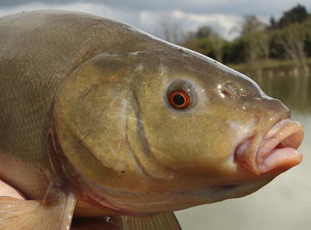 Time for tench!