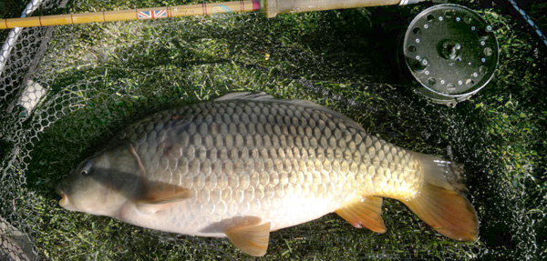 A typical Carpvale carp