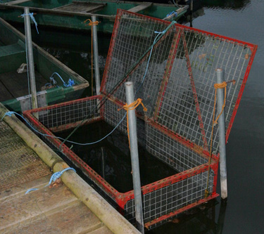 The trout cage - so often a magnet for pike!