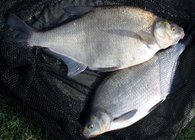 Bream, dozens of them, even two at once!
