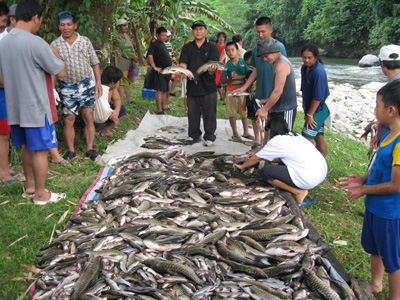 Fish harvest in Kota Belud Village