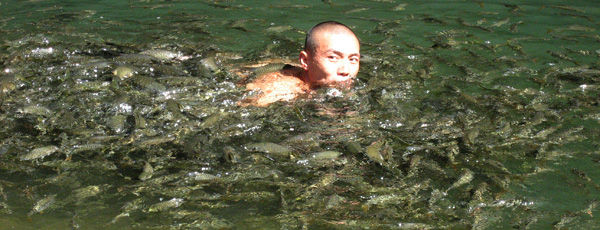 A tourist swimming with mahseer in Ranau Village