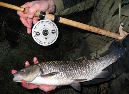 Dave plays the ghillie and slips the net under a nice chub of just under four pounds