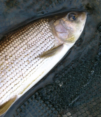 To me at this time of year, fishing running waters means float fishing for grayling.