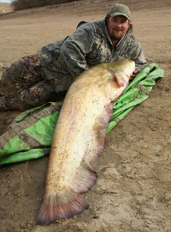 Catfish on the Ebro responded to the sound of the boat - even without the pellets being introduced