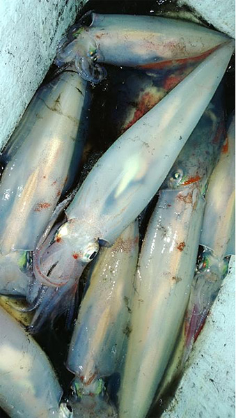 1-2kg Loligo forbesi squid each roughly 2-3ft long