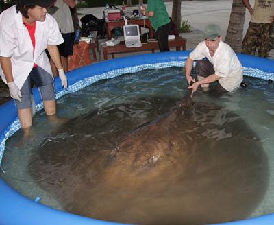 Giant Freshwater Stingray research in Thailand is helping to understand the species.