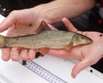 The presence of juvenile barbel was great to see