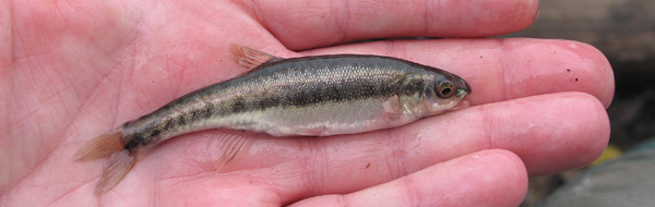 Minnows are a good indicator of a healthy river.