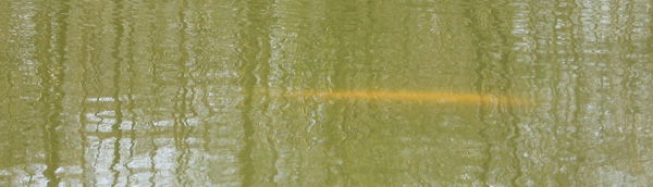 There were a handful of ghostie-type grass carp in the water, which nearly always seemed to like drifting about near the surface and were very easy to spot even in the colored water.