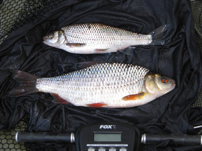the dace weighed 8oz and the roach 1lb 2oz.   