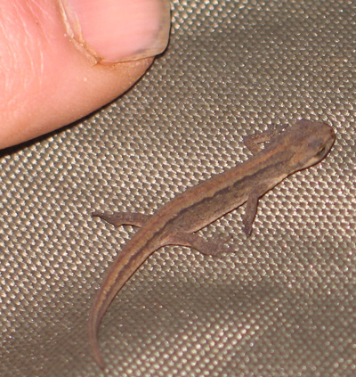 At this point  a tiny little newt decided to keep me company for a while 