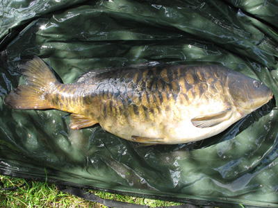 17lb 4oz of near perfect fully-scaled mirror 