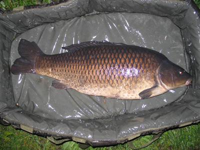 a lovely dark common weighing 21lb 4oz 