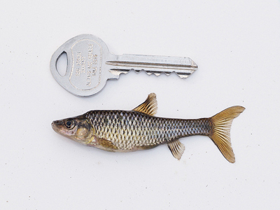 The topmouth gudgeon - image courtesy of the EA
