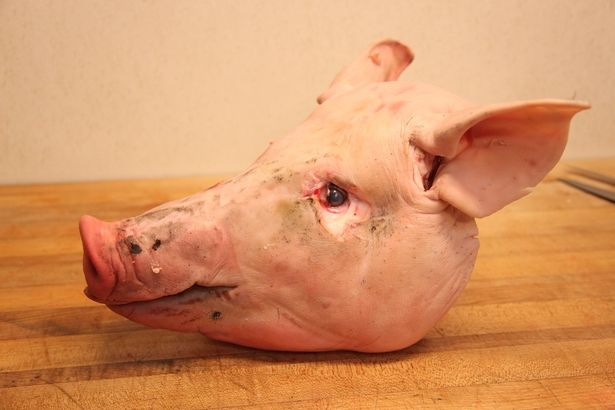 Pigs-head.jpg