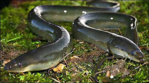 Jeff Woodhouse: The Decline of the European Eel | FishingMagic