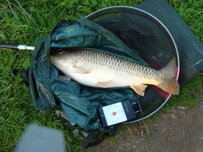 10lb 14oz Common carp and best yet from the lake