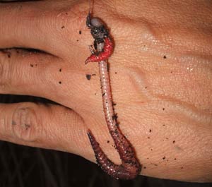 Worm and maggot cocktail