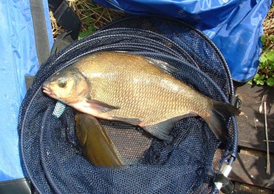 Cloud bait for roach but something more substantial for bream like this one could be better