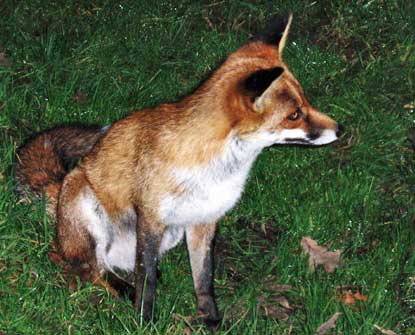 tame fox