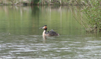 Grebe with chicks