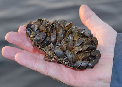 The creeping death of zebra mussels