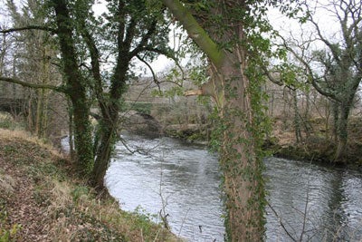 The Derwent near Ambergate - fast and pacy typical grayling water