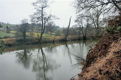 The lower Derwent, tree lined deeper and very chubby