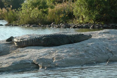 A Mugger Crocodile